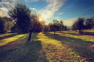 Free photo trees planted on dirt roads