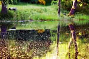 Foto gratuita alberi riflessi nel lago