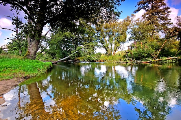 Trees reflected in water