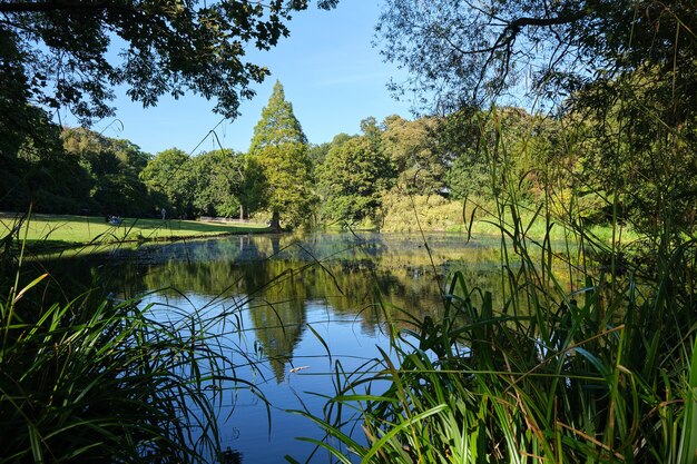 Trees reflecting on a small pond under the sunlight at daytime