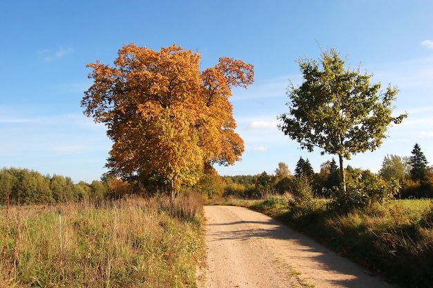 Trees in a road