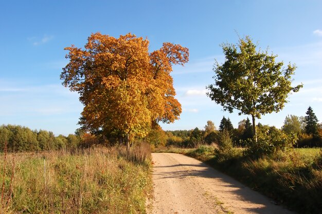 Trees in a road