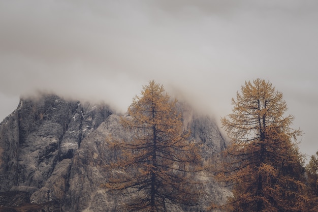 Trees and Rock Formation Under Foggy Weather