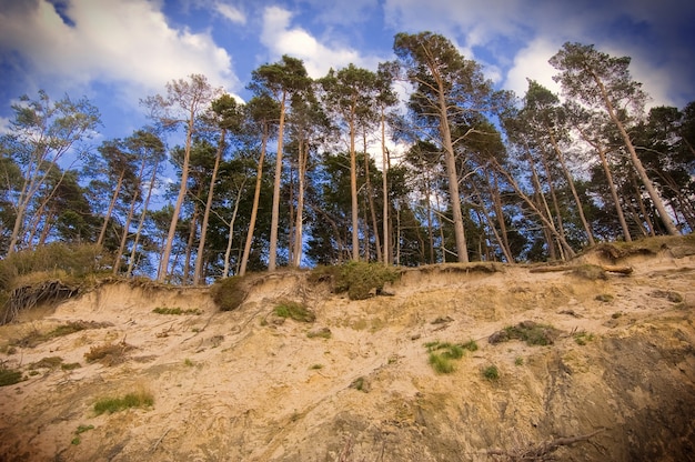 Free photo trees seen from down the hill