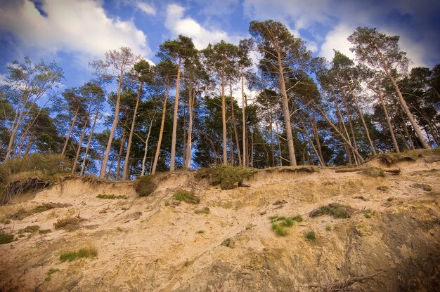 Trees seen from down the hill