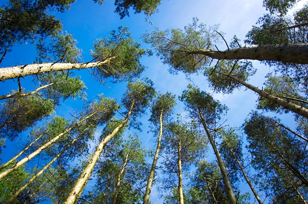 Foto gratuita gli alberi visto dal basso