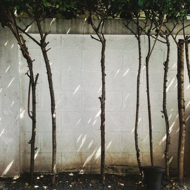 Trees on white wall patio 