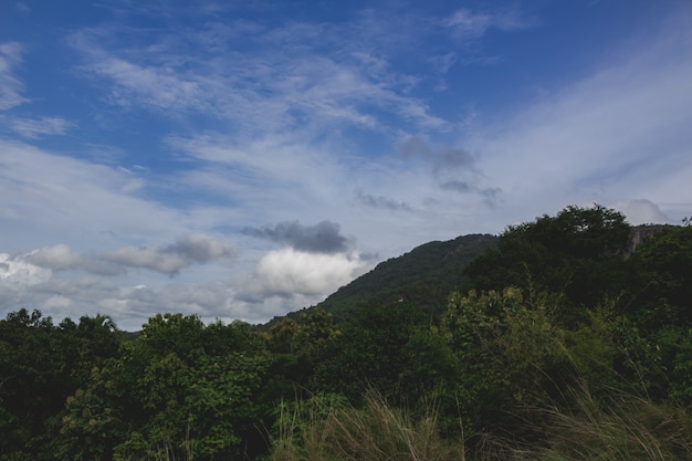 Trees with big hill in the background