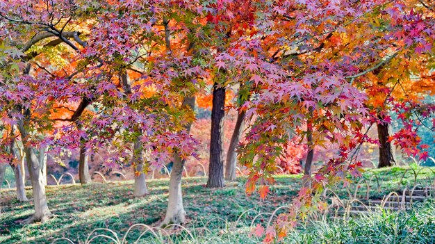 Trees with colorful leaves