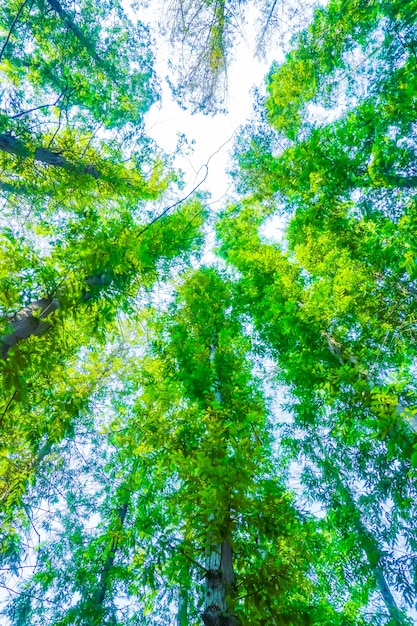 Free photo trees with green leaves