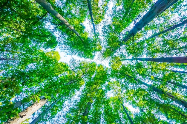 Foto gratuita alberi con foglie verdi