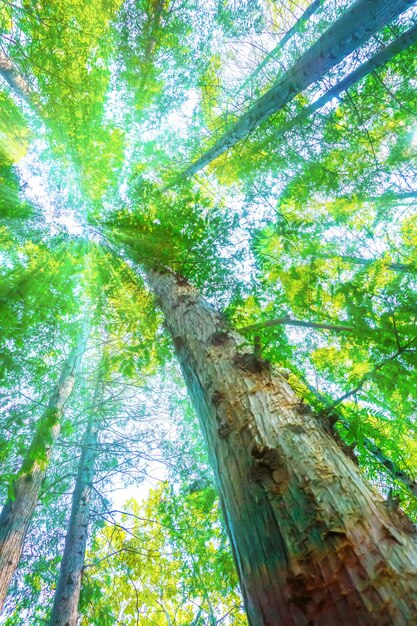 trees with green leaves