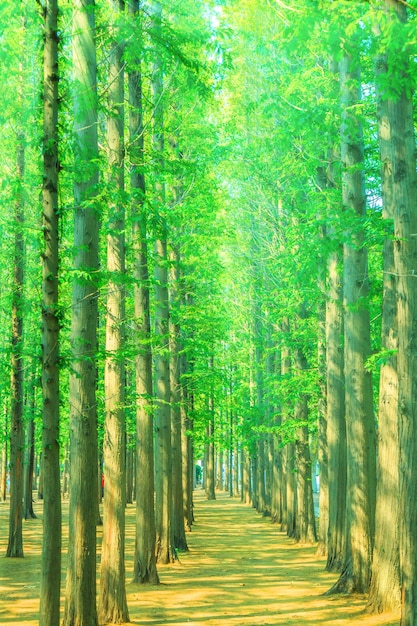 Бесплатное фото Деревья с зелеными листьями