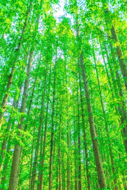 trees with green leaves