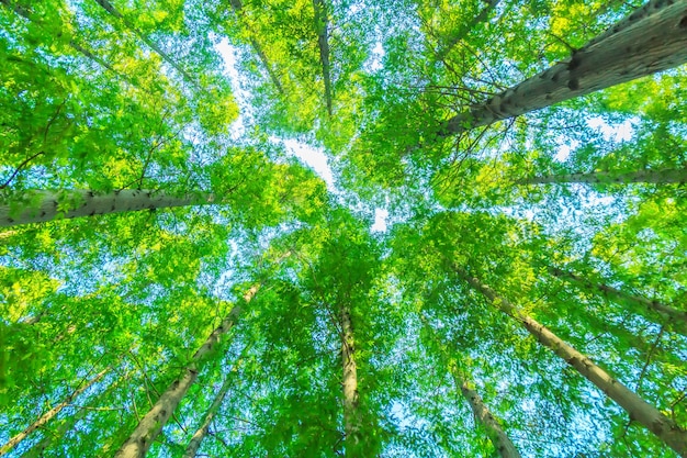 Бесплатное фото Деревья с зелеными листьями