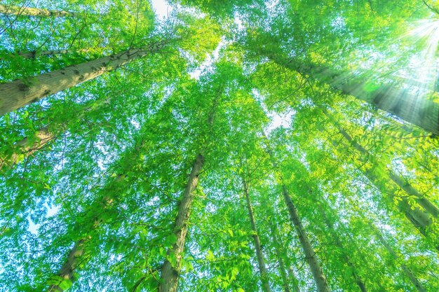 trees with green leaves