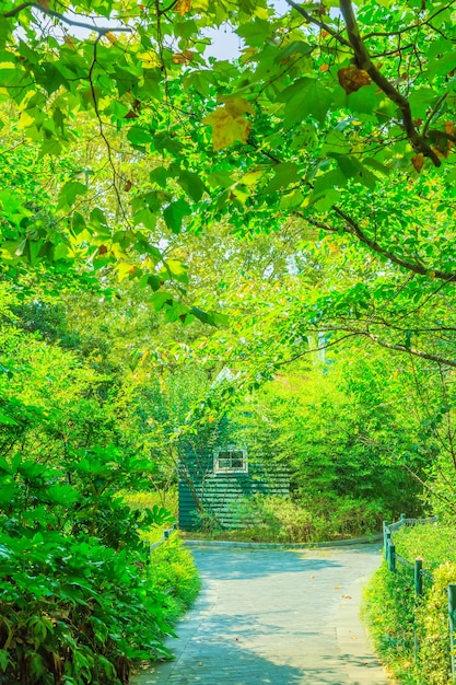 Free photo trees with green leaves