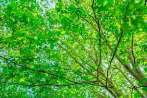 Free photo trees with green leaves