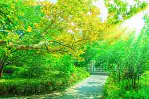 Free photo trees with green leaves