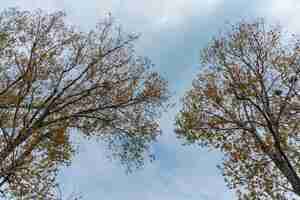 Foto gratuita alberi con foglie in un giorno nuvoloso