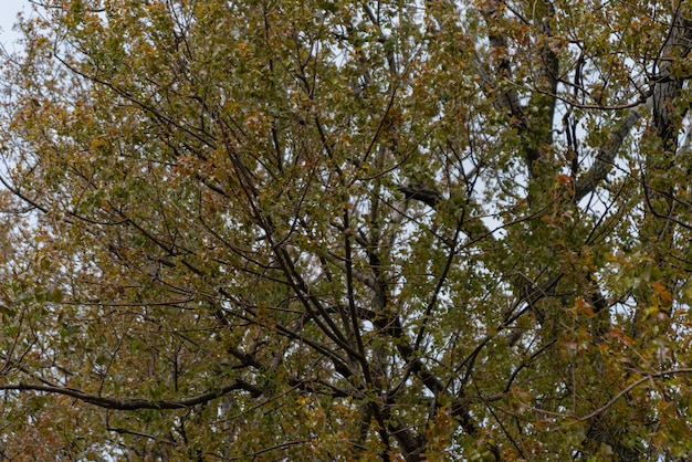 Alberi con foglie in un giorno nuvoloso