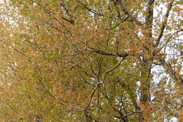 Alberi con foglie in un giorno nuvoloso