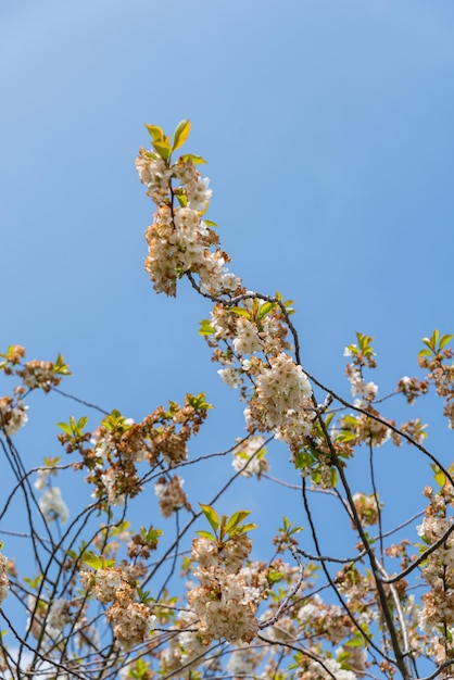 Trees with leaves and flowers on a sunny day – Free Stock Photo