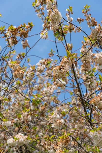 Free photo trees with leaves and flowers on a sunny day