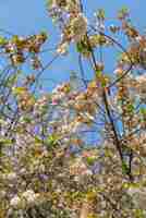 Foto gratuita alberi con foglie e fiori in una giornata di sole