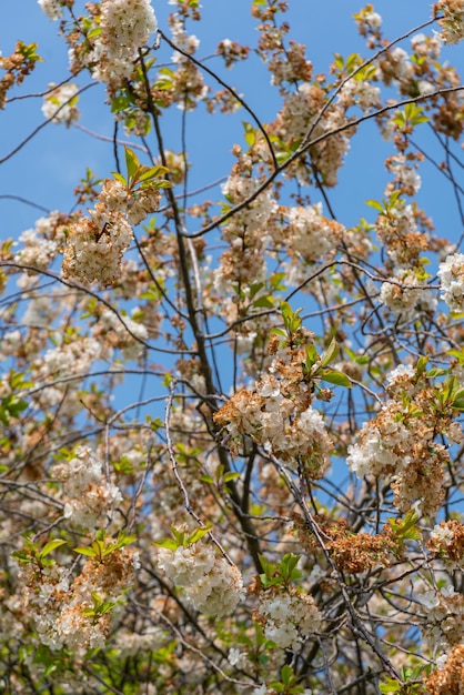 Free photo trees with leaves and flowers on a sunny day