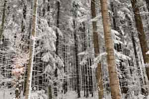 Free photo trees with snow in winter