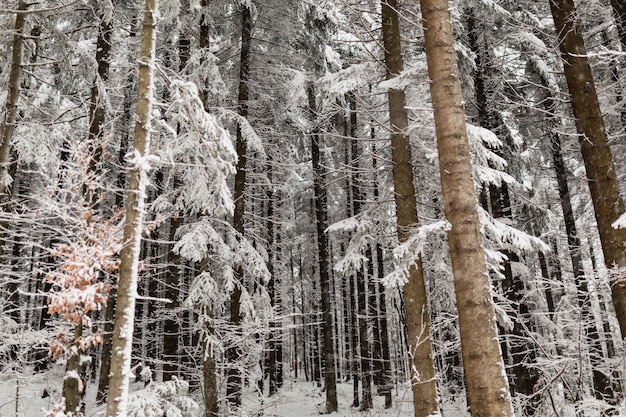 Деревья со снегом зимой