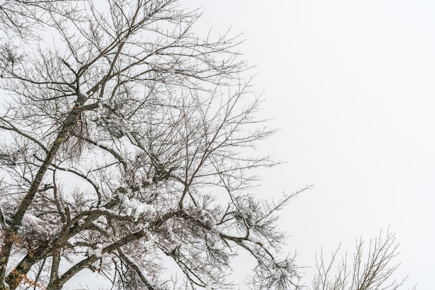 Деревья со снегом