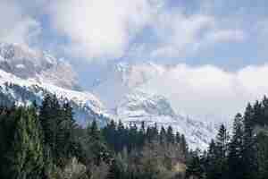 Foto gratuita alberi con montagne innevate