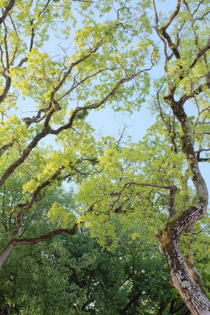 가느 다란 나뭇 가지와 푸른 잎이있는 나무