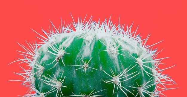 Trendy tropical Neon Cactus plant on red 