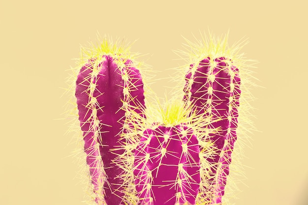 Free photo trendy tropical neon cactus plant on yellow
