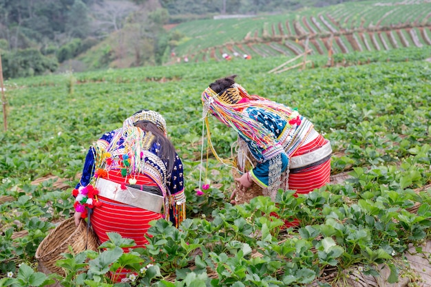 Le ragazze tribali stanno raccogliendo fragole