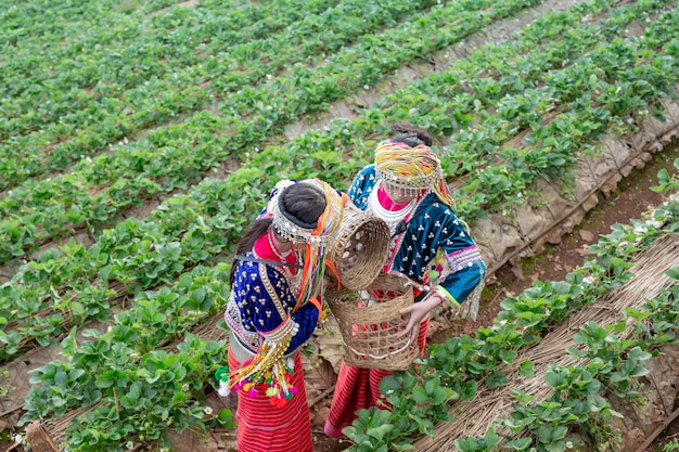 Бесплатное фото Племенные девушки собирают клубнику