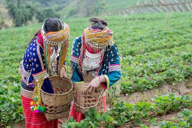部族の女の子がイチゴを集めています