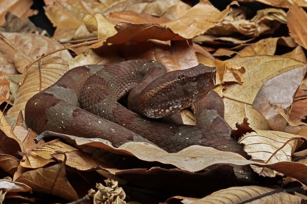 Камуфляж змеи Trimeresurus puniceus на сухих листьях Голова крупного плана Trimeresurus puniceus