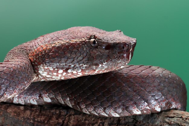 Trimeresurus puniceus snake Trimeresurus puniceus closeup head