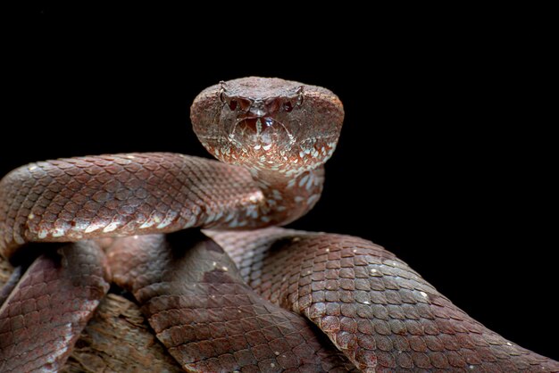 Trimeresurus puniceus 뱀 Trimeresurus puniceus 근접 촬영 머리