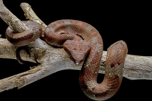 Trimeresurus puniceus змея Trimeresurus puniceus крупным планом голова