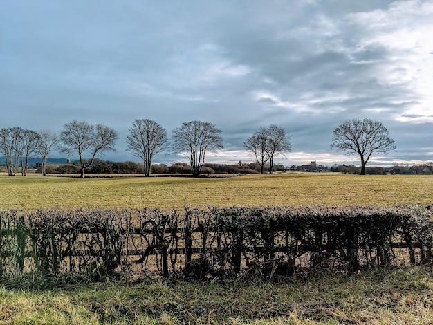 Trimmed hedge fence on a field with bared trees