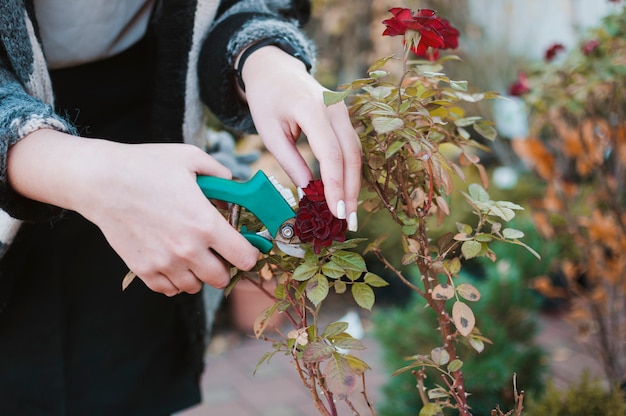 Free photo trimming roses