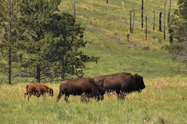 Trio of migrating American bison grazing in the summer time