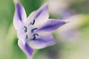 Free photo triplet lily wildflower blooming in spring