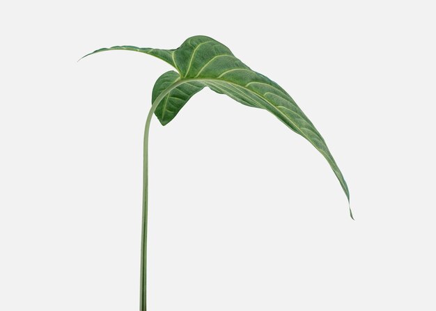 오프 흰색 배경에 열 대 Alocasia 잎