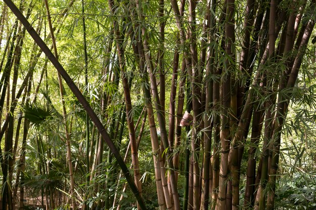 Тропический бамбуковый лес при дневном свете